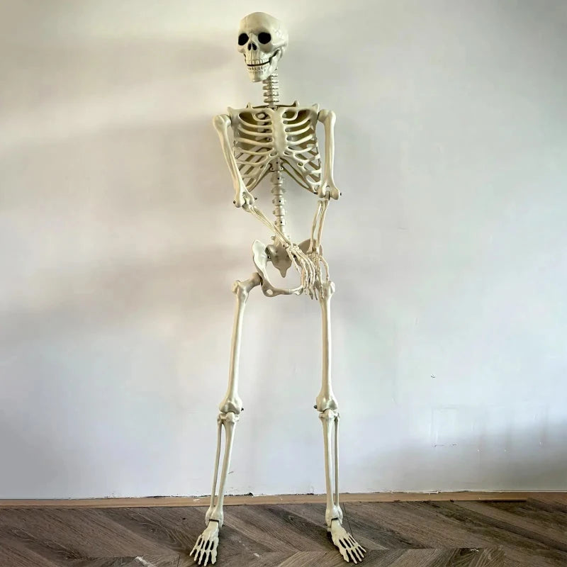 Life-Size Human Skeleton – Realistic Halloween Decoration