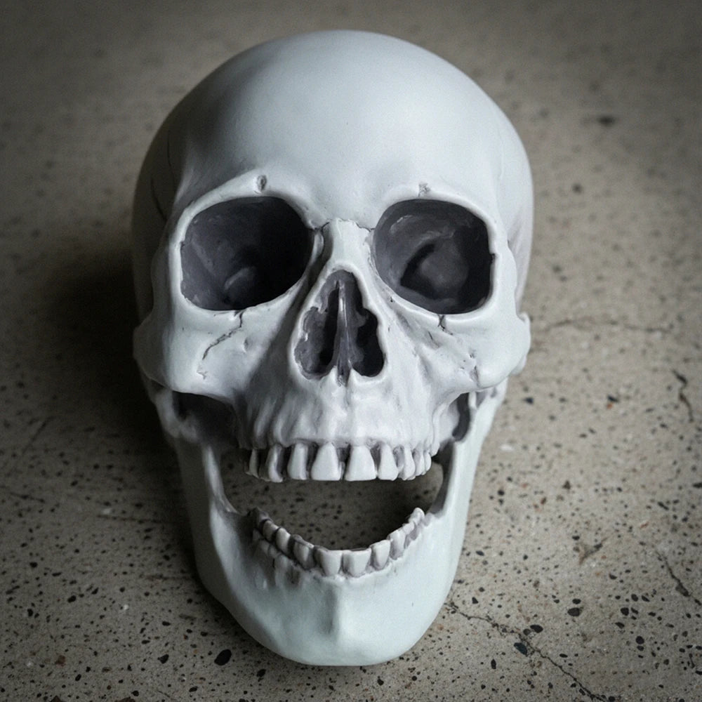Realistic Skull Decoration – Halloween Skeleton Prop