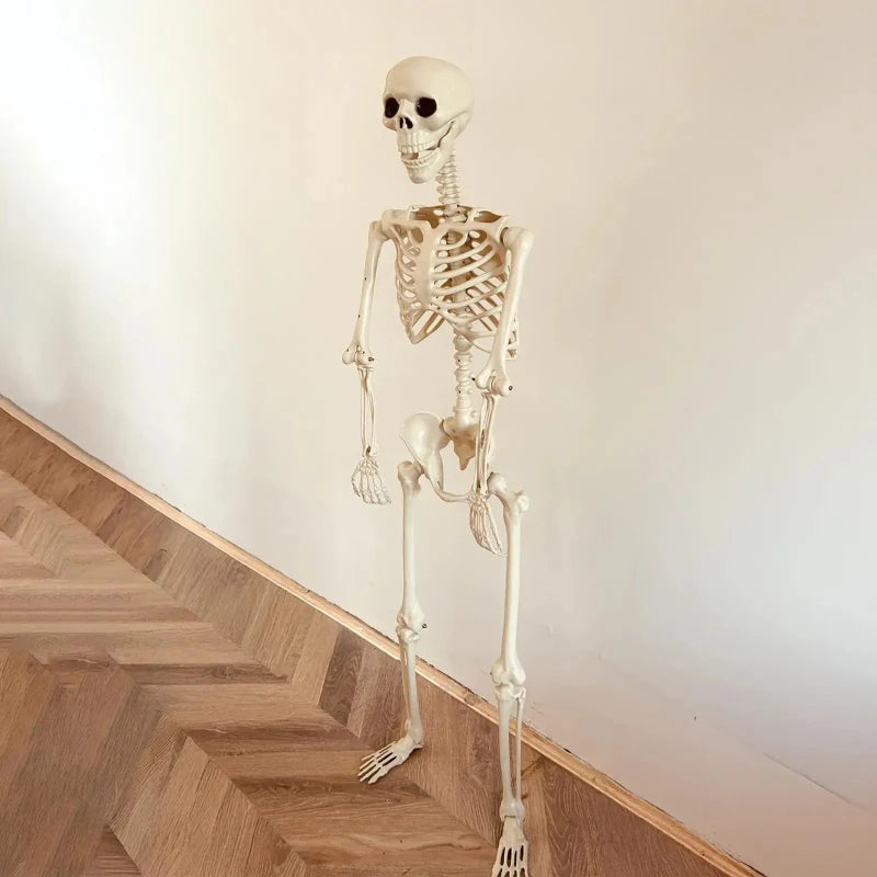 Life-Size Human Skeleton – Realistic Halloween Decoration